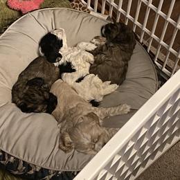 Cocker Spaniel Puppies from Kaleidoscopic Creations