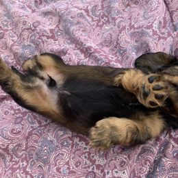 Dachshund Puppies from Hidden Haven Dachshunds