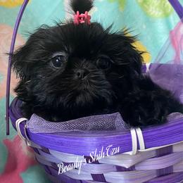 Prue- Sold - Black female Shih Tzu puppy in Manteca, California from Beauty's Shih Tzu (California)