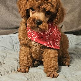 Bandit - Red  male Poodle puppy in Willis, Texas from Golden's Poodles