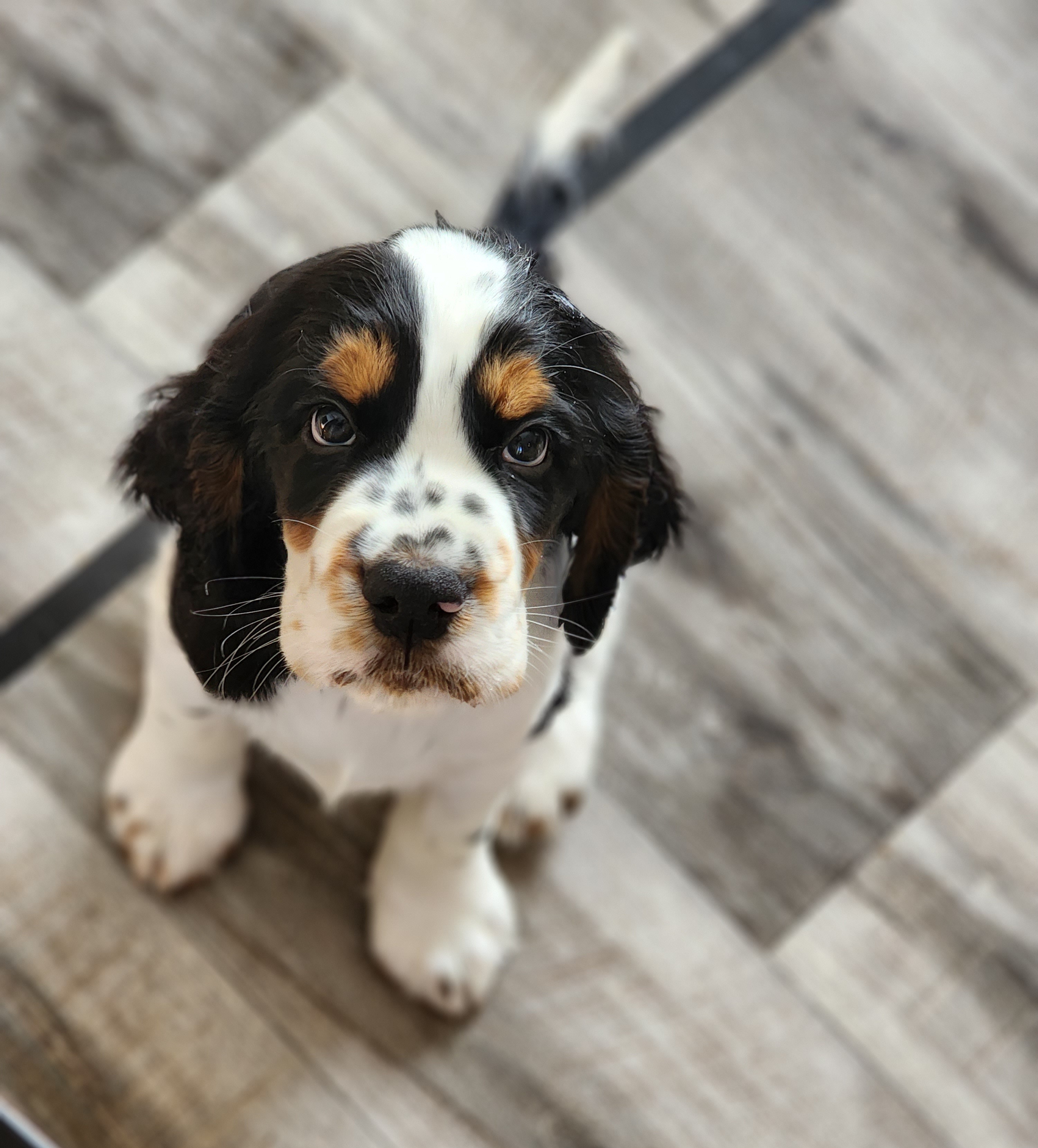 English Springer Spaniel Puppies from Seagrove Springers