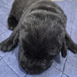 Pepper, lavender collar - Black female Labrador Retriever puppy in Greenwich, Ohio from Pure Gem Kennel