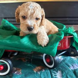 Thomas - Red and white male Cockapoo puppy in Holton, Indiana from MoonShine Babies / OZ