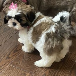 Brunelia Luzerna - Gold and white Shih Tzu puppy in Ellicott City, Maryland from Dr. Dmitriy Kurenbin PURE SHIH TZU Puppies