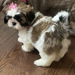 Brunelia Luzerna - Gold and white Shih Tzu puppy in Ellicott City, Maryland from Dr. Dmitriy Kurenbin PURE SHIH TZU Puppies