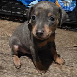 BLBLM1-9-26 Turquoise - Blue and tan male Miniature Pinscher puppy in Middle Point, Ohio from Knisely's Min Pins-AKC
