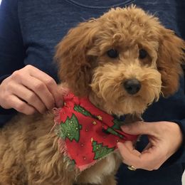 Aussiedoodles and Goldendoodles from Delaryedoodles