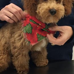 Aussiedoodles and Goldendoodles from Delaryedoodles
