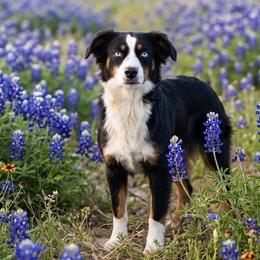 Poppy - Miniature Australian Shepherd
