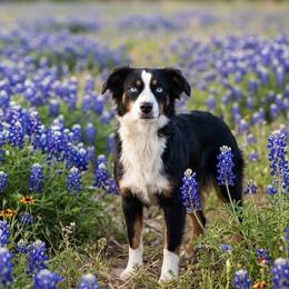 Poppy - Miniature Australian Shepherd