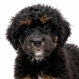 Australian Labradoodles, Cavapoos, Goldendoodles, Golden Mountain Doodles, and Poodles from Dawson's Royal Companions