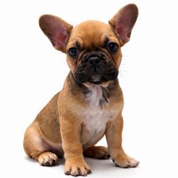 Chief - Liver male French Bulldog puppy in Garland, Texas from Brewer's Doodles and French Bulldogs