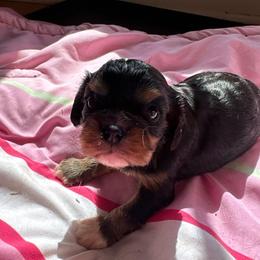 Van - Black and tan male Cavalier King Charles Spaniel puppy in Watkinsville, Georgia from Cavaliers of Windsor
