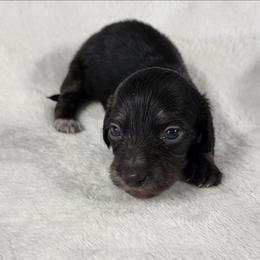 Keeper Boy - Black and cream male Dachshund puppy in Anaconda, Montana from Williams Family Dachshunds