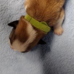 Triple clear, OFA parents - Red male Pembroke Welsh Corgi puppy in Harpursville, New York from Rex Farm Corgis