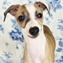 Justify - Red male Italian Greyhound puppy in Cadwell, Georgia from All The DoDa Day Italian Greyhounds