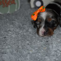 Barbie(2200) - Dapple female Dachshund puppy in Mansfield, Missouri from Owens Farm