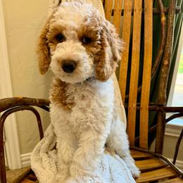 Tommy - Parti male Goldendoodle puppy in Cleburne, Texas from Doodles of the Brazos
