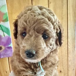 Pop Tart - Red  male Goldendoodle puppy in Danville, Virginia from Stella’s Stunning Goldendoodles of VA