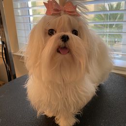 Mariel - Maltese