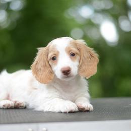 Anise - Full AKC ee red Piebald - Piebald female Dachshund puppy in Neosho, Missouri from A Walk In The Park