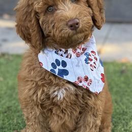 Double Doodle and Goldendoodle Puppies from Red White and Doodle