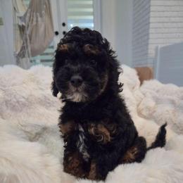 Bonnie - Tri-color female Bernedoodle puppy in North Royalton, Ohio from Johnson's Doodles