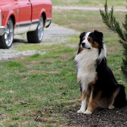 Ash - Australian Shepherd