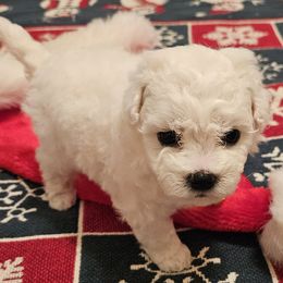 Frosty - White male Bichon Frise puppy in Boerne, Texas from Bichons of Boerne