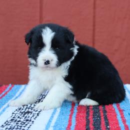 AKC Grand Champion Sired (BF2) - Black female Border Collie puppy in Noble, Oklahoma from CheckItOut Border Collies