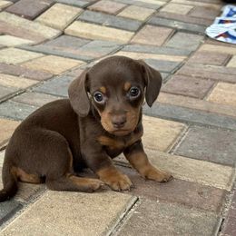 Richard - Chocolate and tan male Dachshund puppy in Brooksville, Florida from Ween Acres