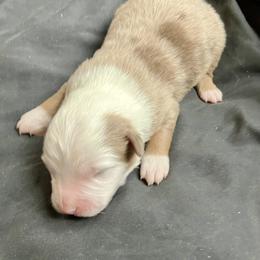 Quartz - Red merle male Miniature Australian Shepherd puppy in Priest River, Washington from Offgrid Aussies
