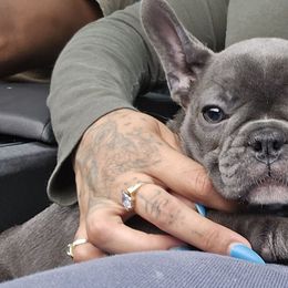 Khromium - Blue female French Bulldog puppy in Wisconsin from Shameless Bulldogs LLC
