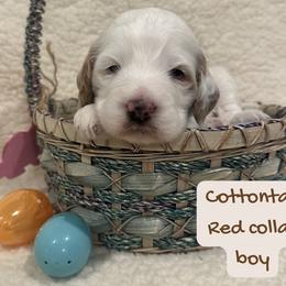 Cottontail - Parti male Goldendoodle puppy in Taylorsville, North Carolina from Doggone Dixie Doodles