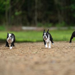 Boston Terrier puppies from Echo Ridge Kennel