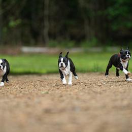 Boston Terrier puppies from Echo Ridge Kennel