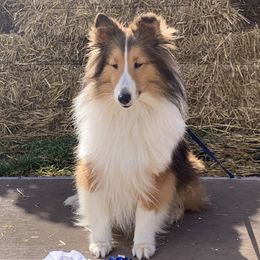 Red - Shetland Sheepdog