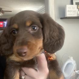 Dachshund Puppies from Honey Creek Doxies