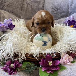 Cavalier King Charles Spaniel Puppies from Heart of a Cavalier