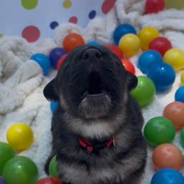 River - Black and beige male Shiloh Shepherd puppy in Bartlett, Tennessee from The Mighty Quinn Shilohs
