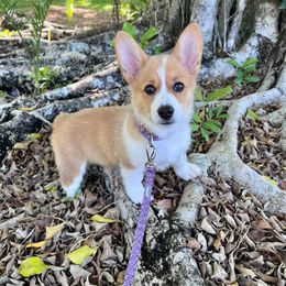 American Corgi, Cane Corso, Pembroke Welsh Corgi, and Rhodesian Ridgeback Puppies from Diamondcrest Inc