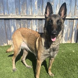 Belgian Malinois and Maltipoos from CJ’s SoCal Mals and Maltipoo’s