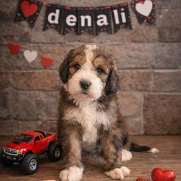 Denali - Sable male Bernedoodle puppy in Fort Meade, Florida from Baldwin Dood Ranch