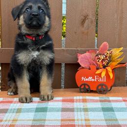 Bruce (Red Collar) - Black and tan male German Shepherd puppy in Middlesex, North Carolina from Ace of Hearts K9’s