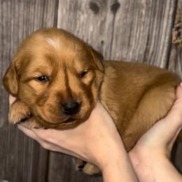 Romeo - Dark golden male Golden Retriever puppy in Guthrie, Oklahoma from Raised Right Pups