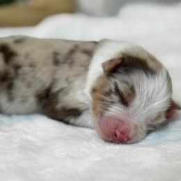 Flint - Red merle male Australian Shepherd puppy in Murrayville, Georgia from Mountain Ridge Aussies