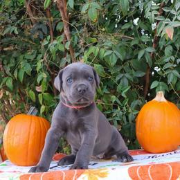 Pink collar - Gray female Cane Corso puppy in Caliente, California from Rafter Cross 7