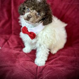 Tiny Tim - Parti male Poodle puppy in Newcomerstown, Ohio from Sheri’s Lil Angel’s