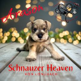 Arason AKC - Salt and pepper male Miniature Schnauzer puppy in Pelzer, South Carolina from Schnauzer Heaven Von Longbach