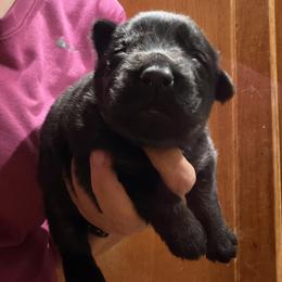 Lime green - Black and tan female German Shepherd puppy in Worthington, Indiana from Aus Gerstbrei German Shepherds